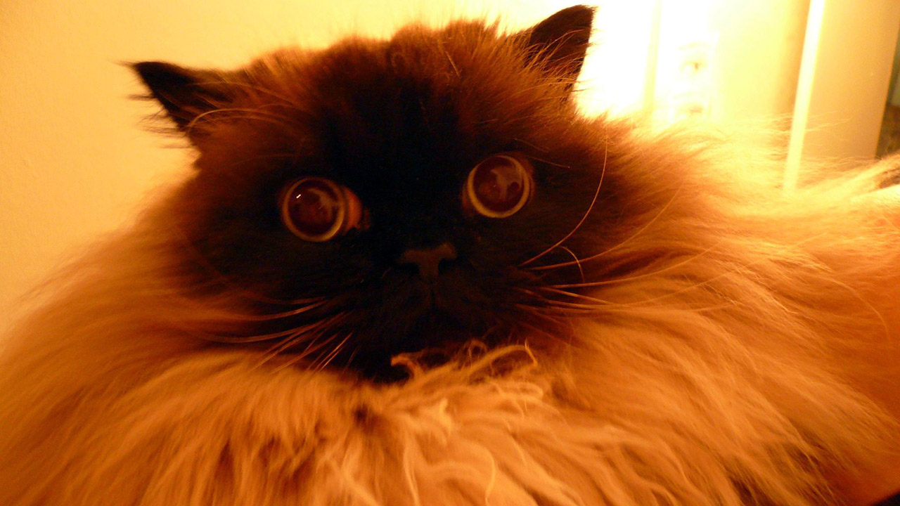 a fluffy brown cat with big blue eyes